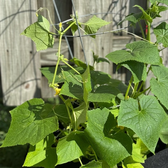 Unlisted Items clothing for Poshmark Show! - Picture 1 of 1